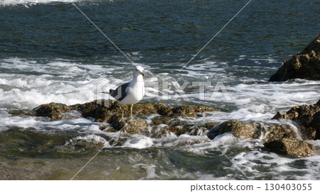 Seagulls standing on a rock and splashing waves Seagulls standing on a rock and splashing waves 130403055