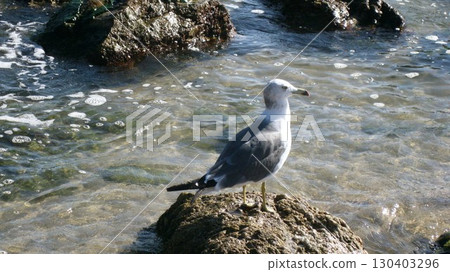 A black-tailed gull watching the sea from atop a rocky reef 130403296