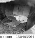 Stray dog sleeping in cardboard during torrential rain 130403564