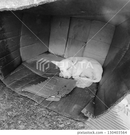 Stray dog sleeping in cardboard during torrential rain 130403564
