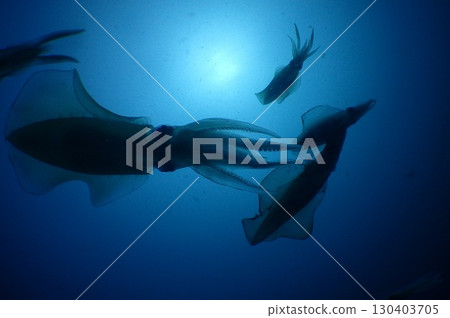 Squid swimming Squid swimming 130403705