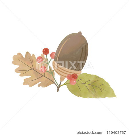 Watercolor illustration of acorns, leaves and red berries (dark brown) 130403767