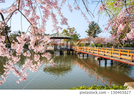 Weeping cherry blossoms at Kyuka Park (Kuwana City, Mie Prefecture) 130403827