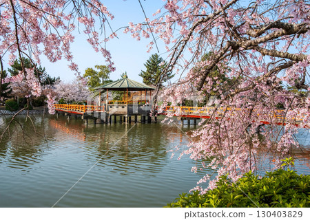 休華公園的垂枝櫻花(三重縣桑名市) 休華公園的垂枝櫻花(三重縣桑名市) 130403829