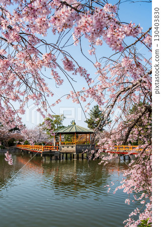 Weeping cherry blossoms at Kyuka Park (Kuwana City, Mie Prefecture) 130403830