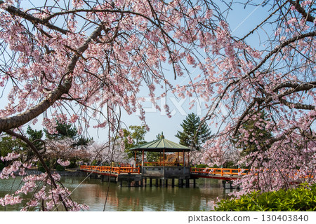 Weeping cherry blossoms at Kyuka Park (Kuwana City, Mie Prefecture) 130403840