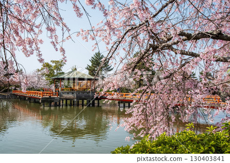 Weeping cherry blossoms at Kyuka Park (Kuwana City, Mie Prefecture) Weeping cherry blossoms at Kyuka Park (Kuwana City, Mie Prefecture) 130403841