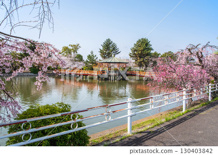 Weeping cherry blossoms at Kyuka Park (Kuwana City, Mie Prefecture) 130403842