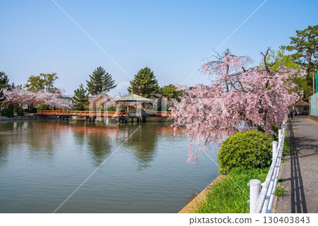 Weeping cherry blossoms at Kyuka Park (Kuwana City, Mie Prefecture) Weeping cherry blossoms at Kyuka Park (Kuwana City, Mie Prefecture) 130403843