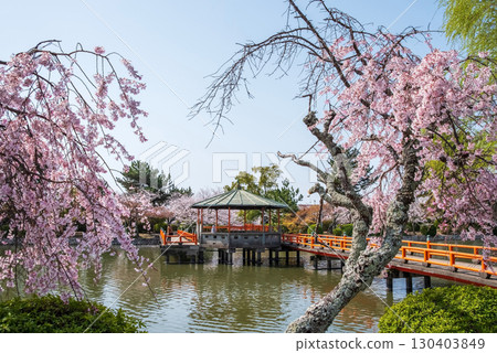 Weeping cherry blossoms at Kyuka Park (Kuwana City, Mie Prefecture) Weeping cherry blossoms at Kyuka Park (Kuwana City, Mie Prefecture) 130403849