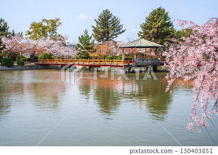 Weeping cherry blossoms at Kyuka Park (Kuwana City, Mie Prefecture) Weeping cherry blossoms at Kyuka Park (Kuwana City, Mie Prefecture) 130403851