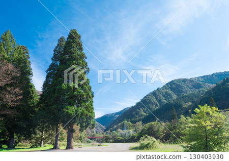 雪松和山脈在藍天的背景下閃閃發光 130403930