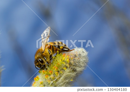 A bee on a branch of a blooming willow A bee on a branch of a blooming willow 130404180