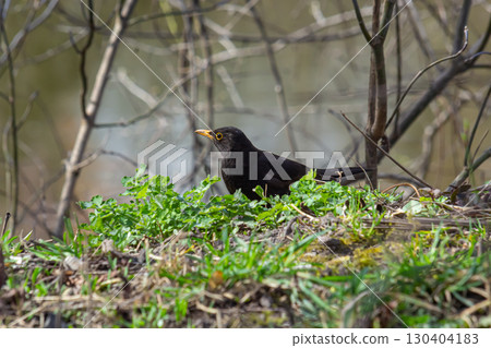 eurasian blackbird aka turdus merula is searching for food in forest eurasian blackbird aka turdus merula is searching for food in forest 130404183