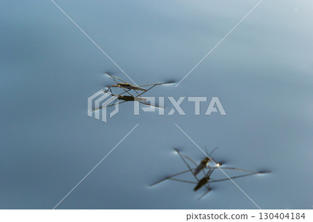 Insect Gerris lacustris, known as common pond skater or common water strider is a species of water strider, found in Europe have ability to move quickly on the water surface and have hydrophobic legs 130404184