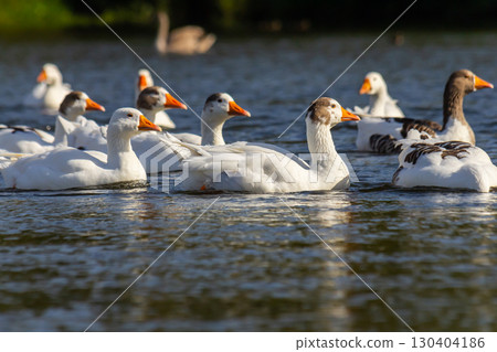 A domestic goose is a goose that humans have domesticated and kept for their meat, eggs, or down feathers. Domestic geese have been derived through selective breeding from the wild greylag goose A domestic goose is a goose that humans have domesticated and kept for their meat, eggs, or down feathers. Domestic geese have been derived through selective breeding from the wild greylag goose 130404186