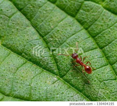 Small red ant crawling on a vibrant green leaf in a natural habitat during daylight hours Small red ant crawling on a vibrant green leaf in a natural habitat during daylight hours 130404195