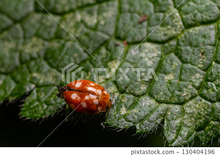 Bright orange beetle with white spots on a green leaf during a sunny afternoon in a lush garden setting Bright orange beetle with white spots on a green leaf during a sunny afternoon in a lush garden setting 130404196