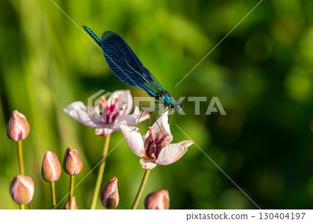 Vibrant blue dragonfly resting on delicate white flowers in a lush green garden during a sunny afternoon Vibrant blue dragonfly resting on delicate white flowers in a lush green garden during a sunny afternoon 130404197