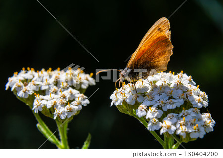 Butterfly perched on white flowers in a sunlit garden highlights the beauty of nature's delicate creatures during spring 130404200