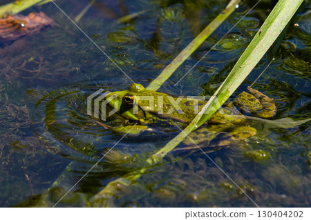 Green frog resting in a calm pond surrounded by tall grass during a sunny afternoon Green frog resting in a calm pond surrounded by tall grass during a sunny afternoon 130404202
