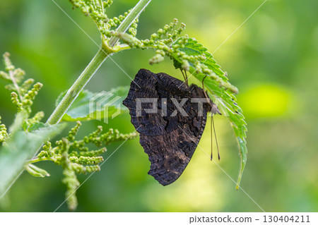 Butterfly resting on a green leaf in a lush garden during a sunny afternoon, showcasing intricate wing patterns and vibrant foliage 130404211