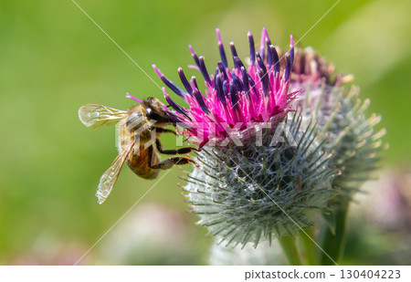 Bee collecting nectar from vibrant thistle flowers during a sunny day in a lush garden Bee collecting nectar from vibrant thistle flowers during a sunny day in a lush garden 130404223