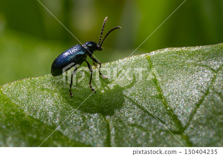 Tiny black beetle resting on a vibrant green leaf with sunlight illuminating its textured body and shadow 130404235