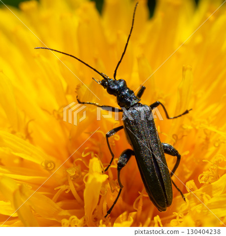 Observing a longhorn beetle on a vibrant yellow flower in a sunlit garden setting during early spring Observing a longhorn beetle on a vibrant yellow flower in a sunlit garden setting during early spring 130404238