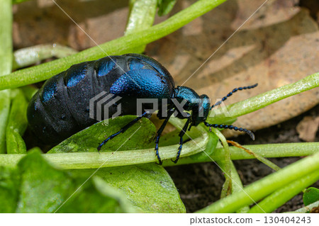 Violet oil beetle Meloe proscarabaeus foraging on green foliage in a natural habitat during springtime 130404243