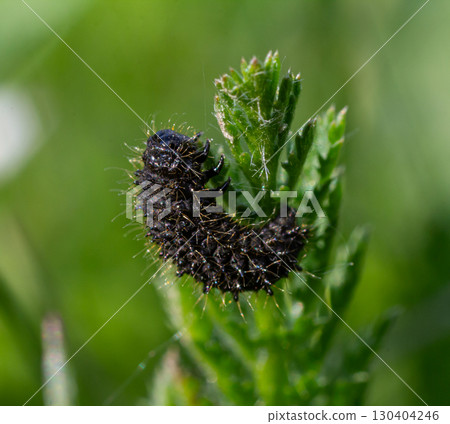 Tansy leaf beetle larva feeding on a green plant in a natural habitat during spring Tansy leaf beetle larva feeding on a green plant in a natural habitat during spring 130404246