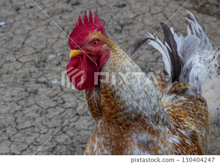 Colorful rooster stands proud on dry ground showcasing vibrant feathers and striking comb in rural setting during warm daylight hours Colorful rooster stands proud on dry ground showcasing vibrant feathers and striking comb in rural setting during warm daylight hours 130404247