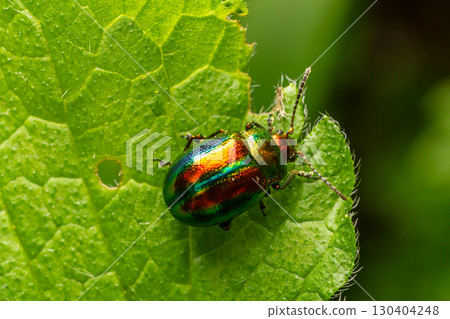 Brightly colored Green Mint Beetle on lush green leaf in natural habitat showcasing its unique phytophagous behavior during sunny afternoon 130404248