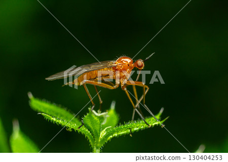 Close-up of Empis spp. dance fly perched on green leaf during daylight in natural habitat showcasing its predatory features and vibrant coloration 130404253
