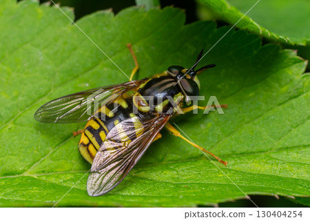 Chrysotoxum spp. hoverfly resting on a green leaf in a lush garden during a sunny afternoon Chrysotoxum spp. hoverfly resting on a green leaf in a lush garden during a sunny afternoon 130404254