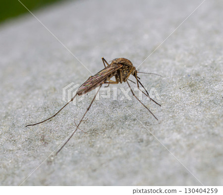 Common mosquito Culex pipiens perched on a surface in natural light showcasing its slender body and long legs while seeking blood 130404259