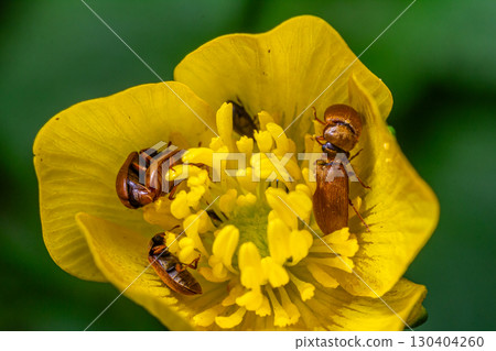 Insects foraging on vibrant yellow wildflower during a sunny day in a lush green meadow 130404260