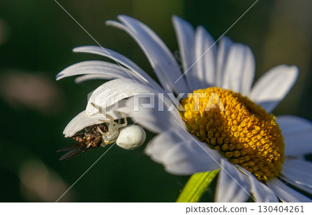 Spider camouflaged on a daisy capturing a fly during daylight in a garden setting 130404261