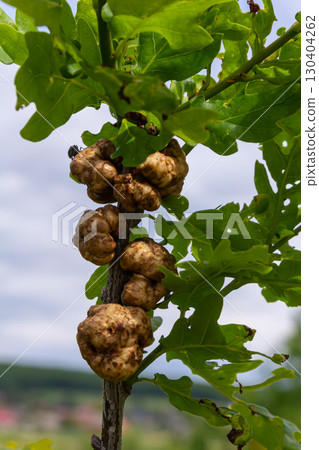 Oak galls formed by oak gall wasps demonstrate unique deformations on oak tree leaves during mid-spring in a natural environment Oak galls formed by oak gall wasps demonstrate unique deformations on oak tree leaves during mid-spring in a natural environment 130404262