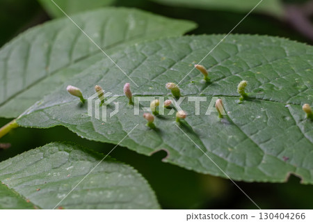 Eriophyes sp. induces erineum gall on leaf showcasing unique growth patterns and ecological interactions in the natural environment 130404266