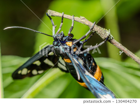 Amata phegea shows off its vibrant colors while perched on a thin branch in a lush garden at midday in summer showcasing its unique patterns and features 130404270