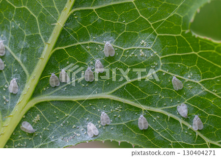 Close-up view of Aleyrodidae sp. whitefly on a leaf highlighting pest infestation impact on plant health and growth Close-up view of Aleyrodidae sp. whitefly on a leaf highlighting pest infestation impact on plant health and growth 130404271