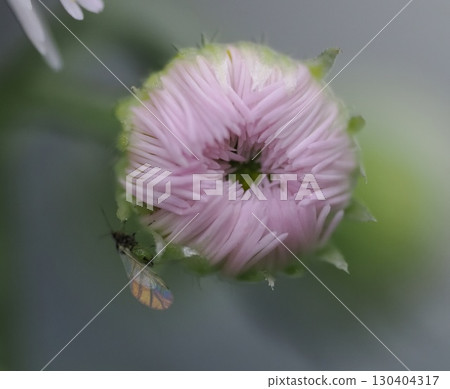 薊馬芽上的蚜蟲 130404317