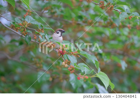 Sparrow eating mulberry Sparrow eating mulberry 130404841