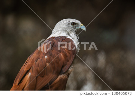 Brahminy Kite, Haliastur indus, Small red hawk eagle, Predator bird of Prey in Southeast Asia 130405073