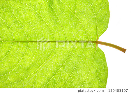 Detailed close-up of a bright green leaf showing intricate vein patterns 130405107