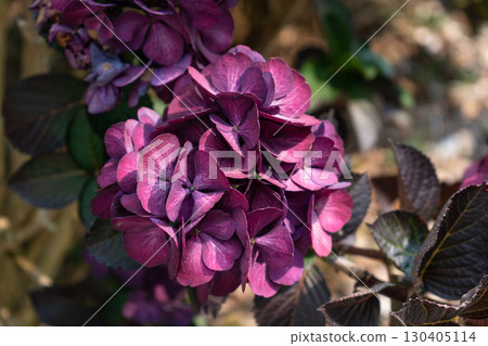 Hydrangea in Armor Coast, Brittany in France, hydrangea macrophylla, hortensius Hydrangea in Armor Coast, Brittany in France, hydrangea macrophylla, hortensius 130405114