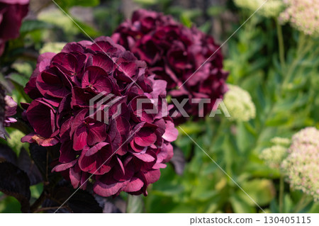 Hydrangea in Armor Coast, Brittany in France, hydrangea macrophylla, hortensius 130405115