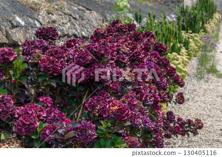 Hydrangea in Armor Coast, Brittany in France, hydrangea macrophylla, hortensius 130405116