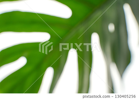 Close-up of monstera leaf with sunlight creating natural abstract patterns Close-up of monstera leaf with sunlight creating natural abstract patterns 130405256
